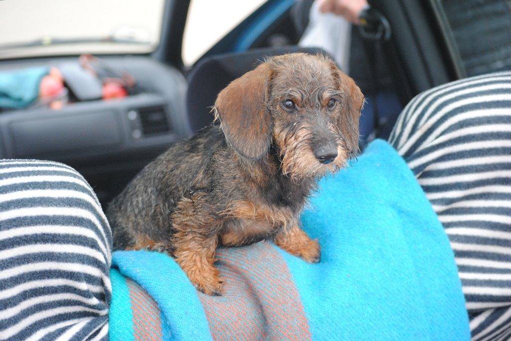 Dværggravhund Alma billede 11