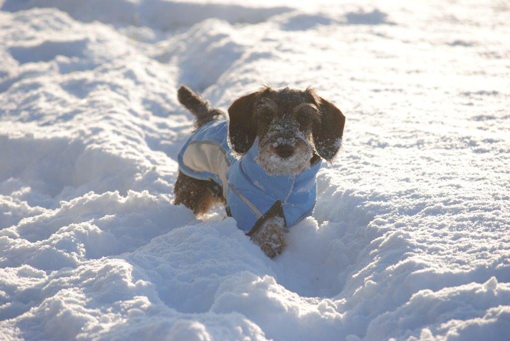 Dværggravhund Alma billede 12