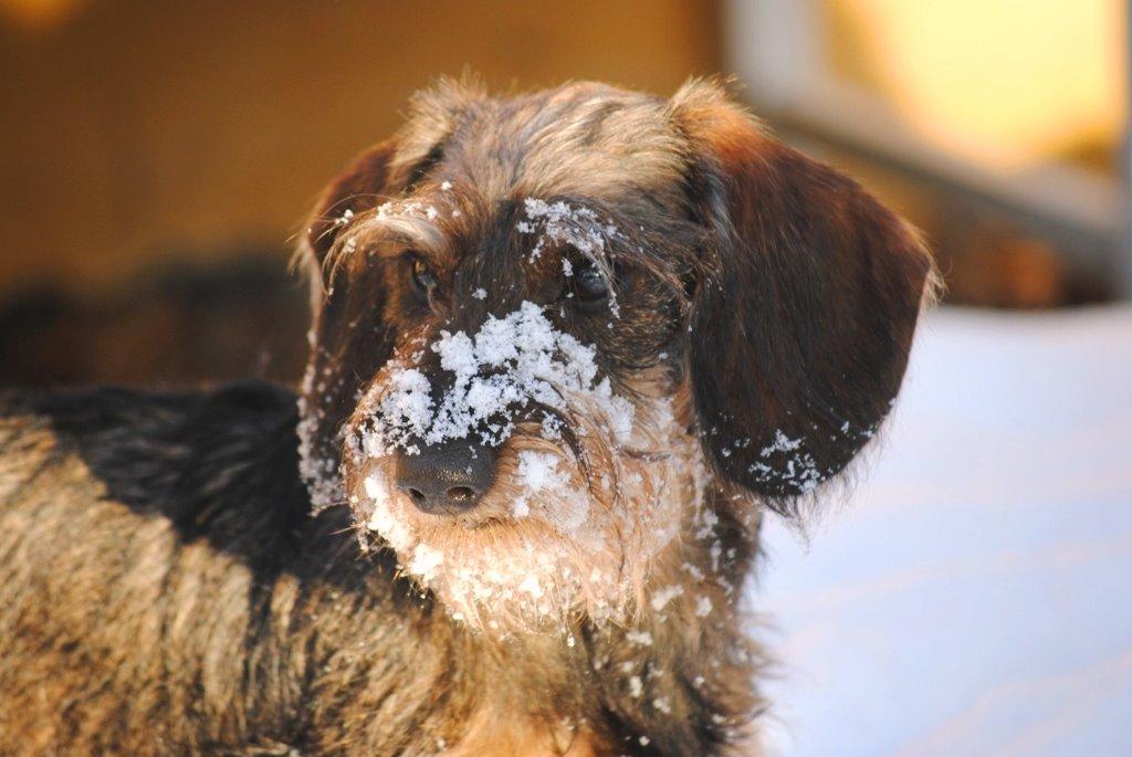 Dværggravhund Alma billede 13