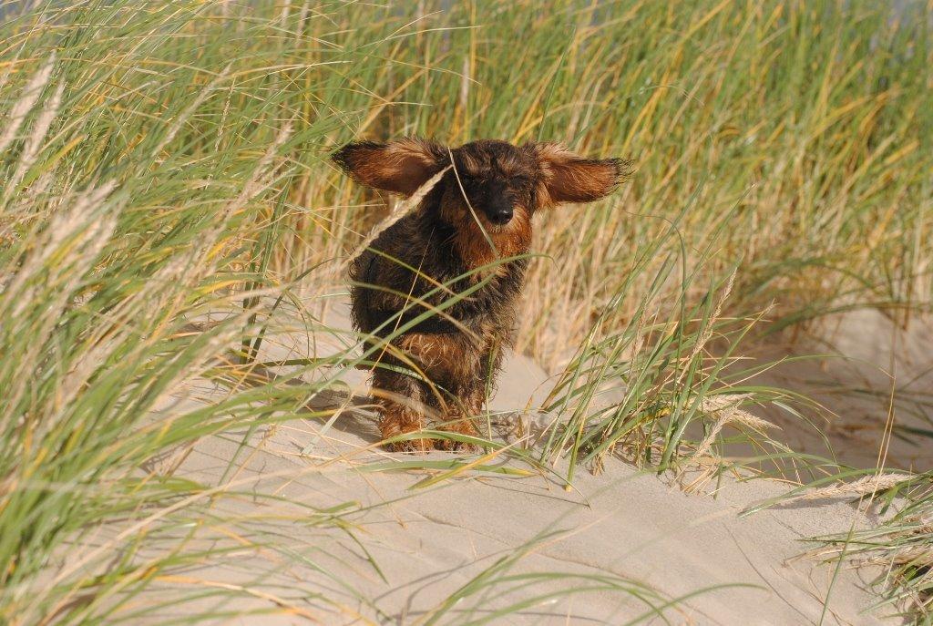 Dværggravhund Alma billede 14