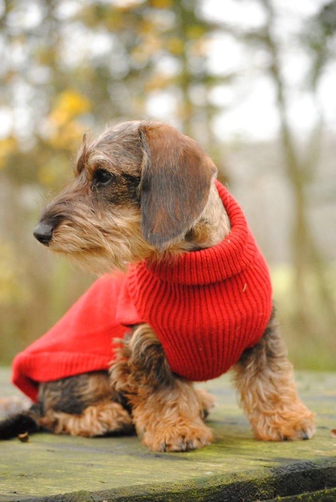 Dværggravhund Alma billede 15