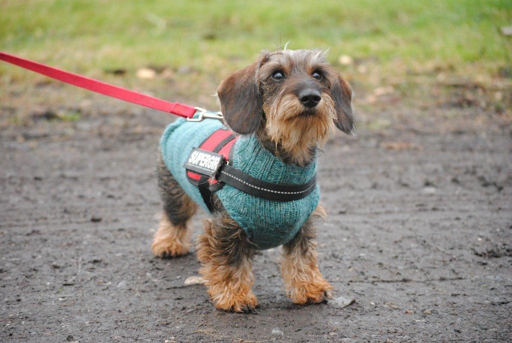 Dværggravhund Alma billede 16