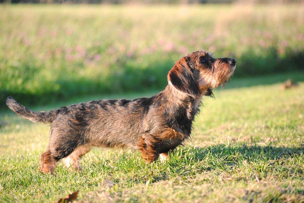 Dværggravhund Alma billede 17