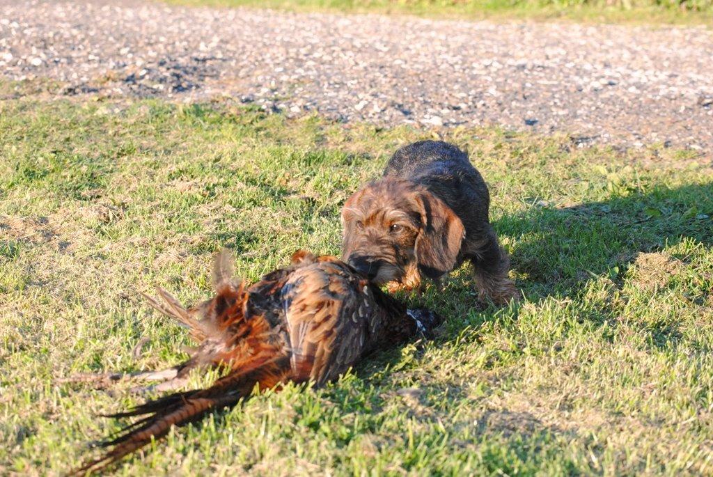 Dværggravhund Alma billede 18