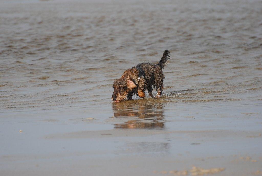 Dværggravhund Alma billede 19
