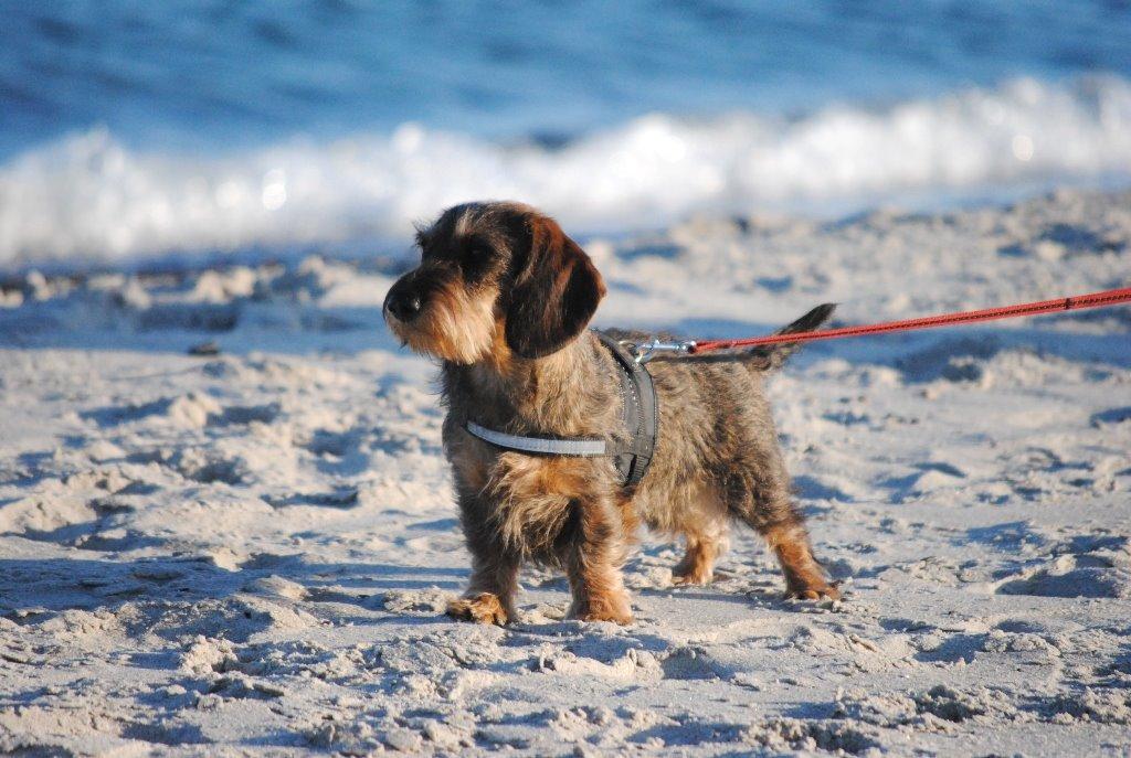 Dværggravhund Alma billede 20