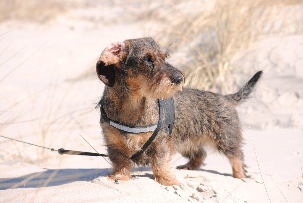 Dværggravhund Alma billede 21