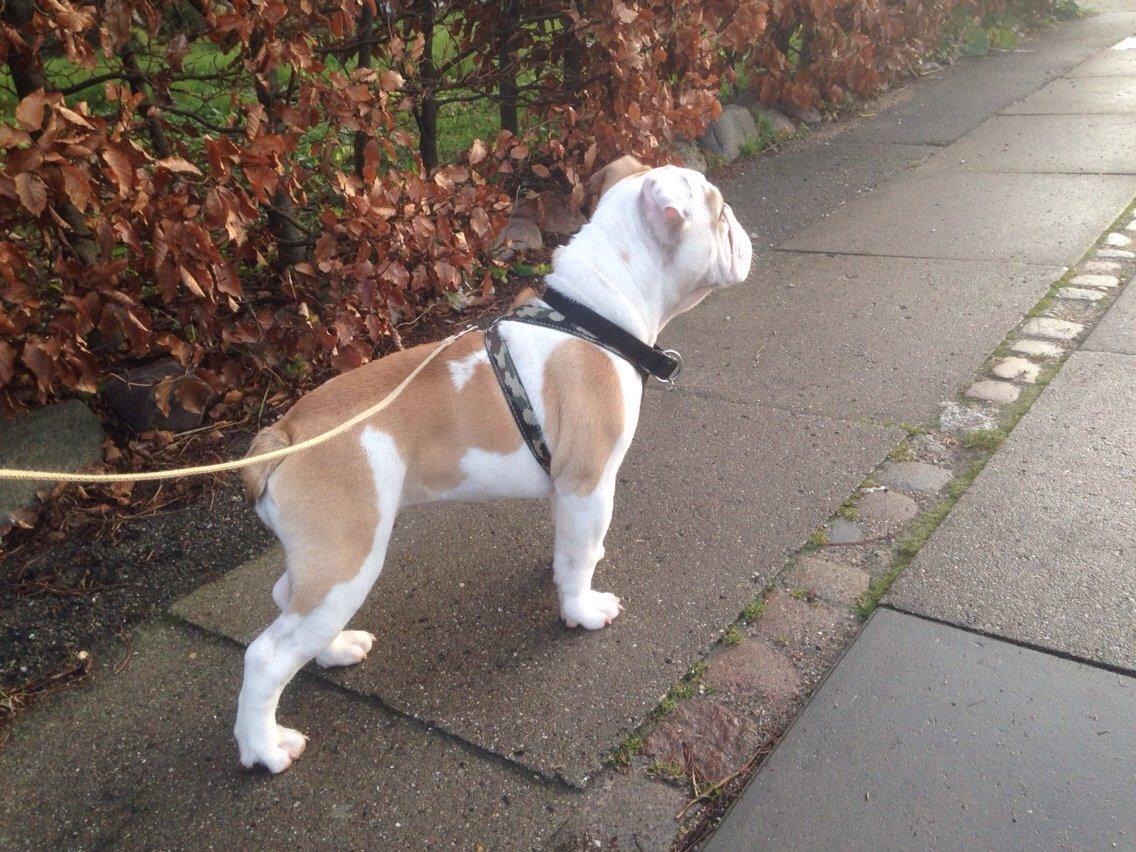 Engelsk bulldog Molosshusets Kiss AKA Cookie billede 7