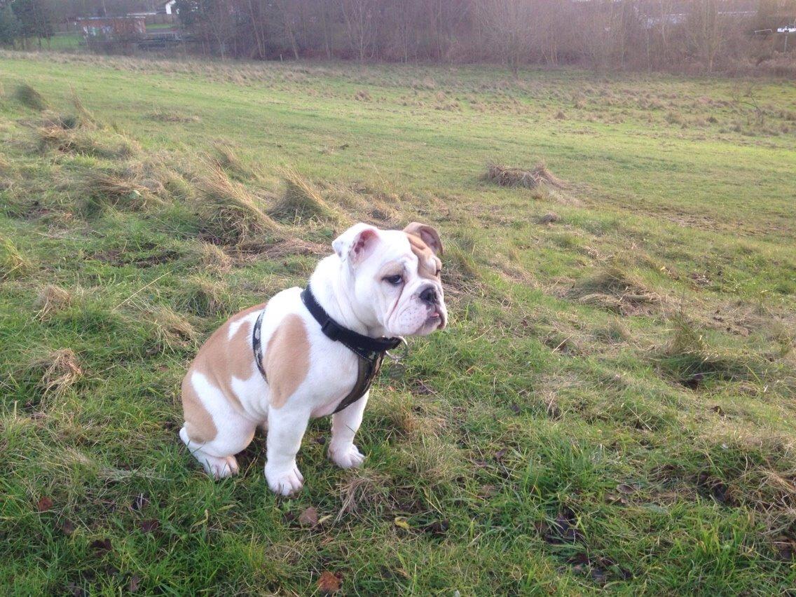 Engelsk bulldog Molosshusets Kiss AKA Cookie billede 6