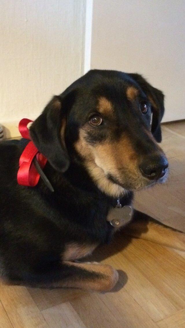 Blanding af racer Lucky billede 18