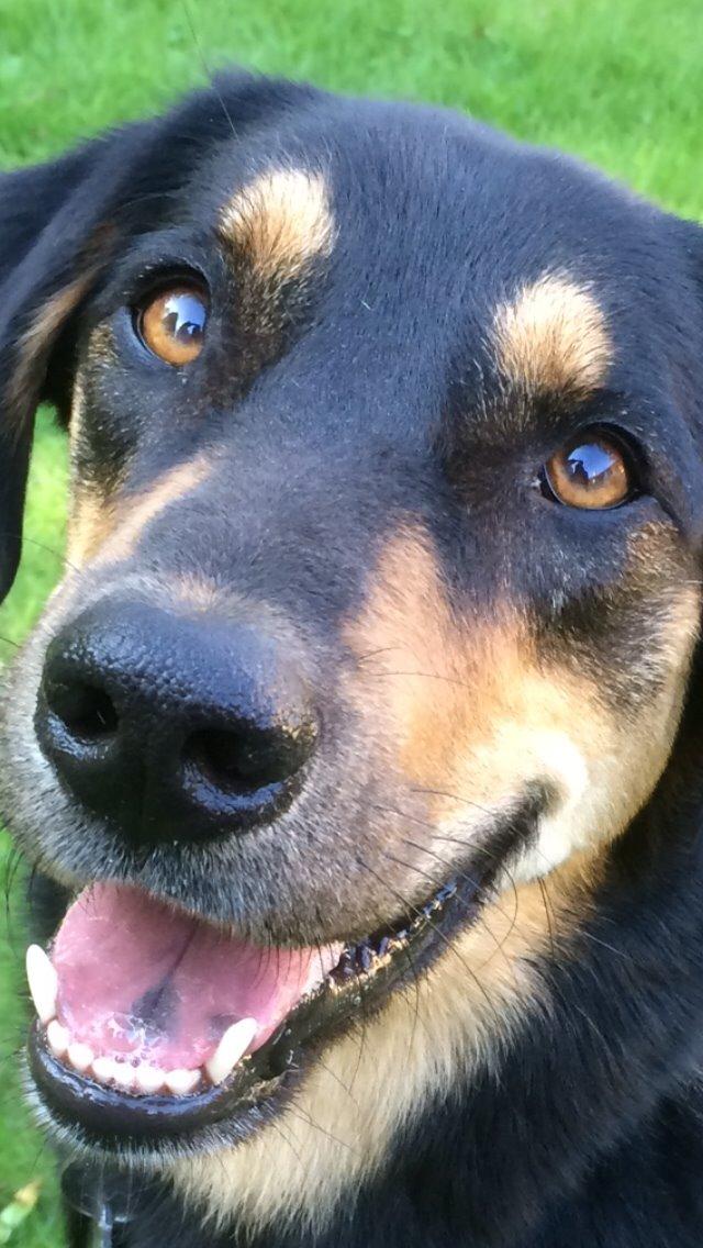 Blanding af racer Lucky billede 2