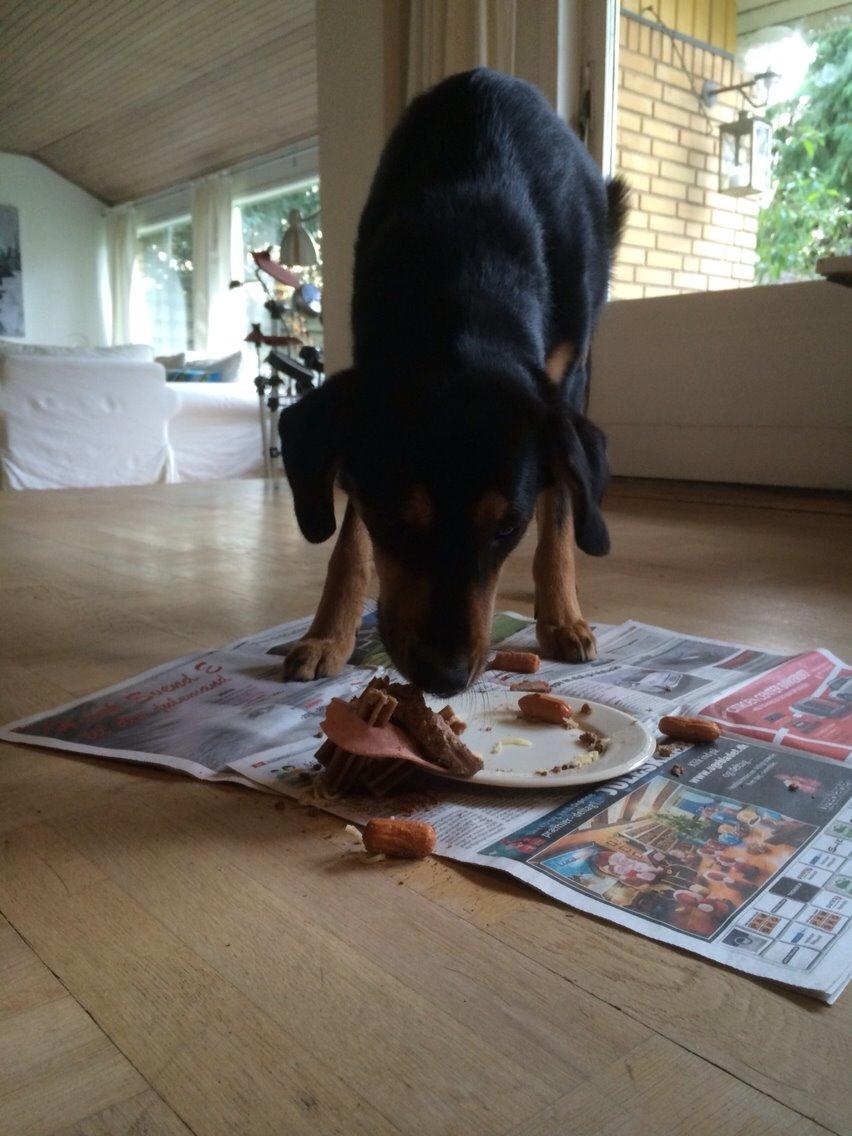 Blanding af racer Lucky - Luckys 3 års fødselsdag <3 billede 16