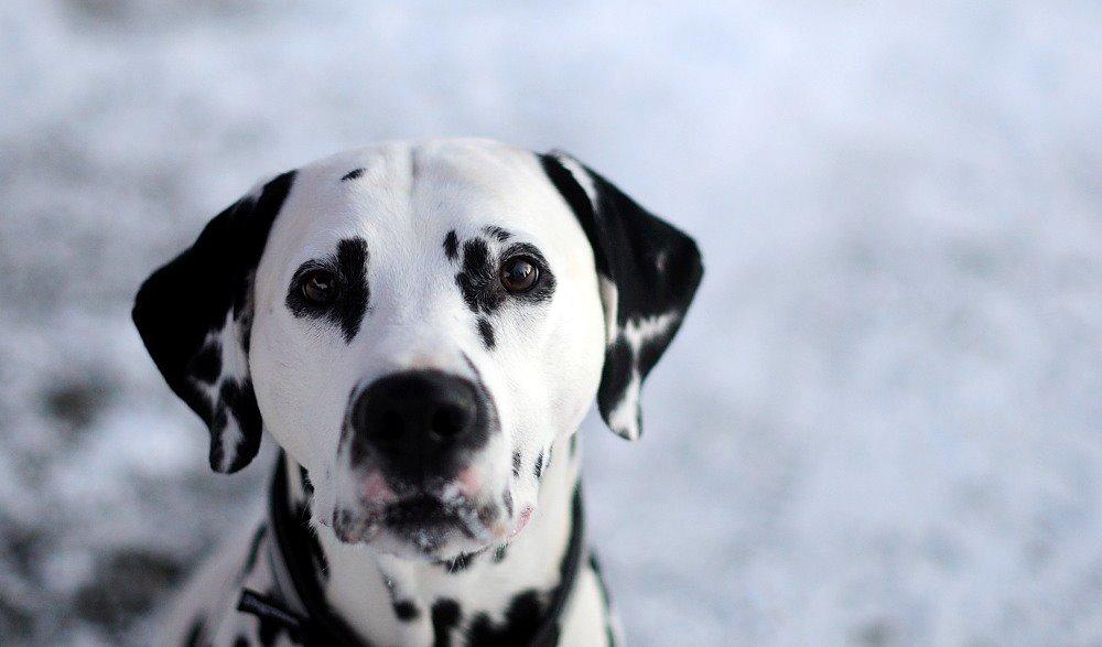 Dalmatiner Curias Bebop billede 2