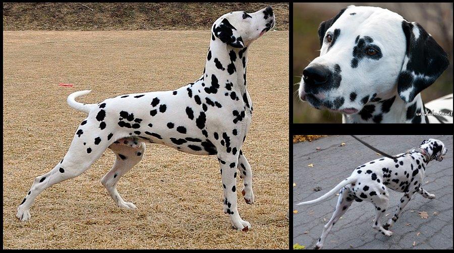 Dalmatiner Curias Bebop billede 3