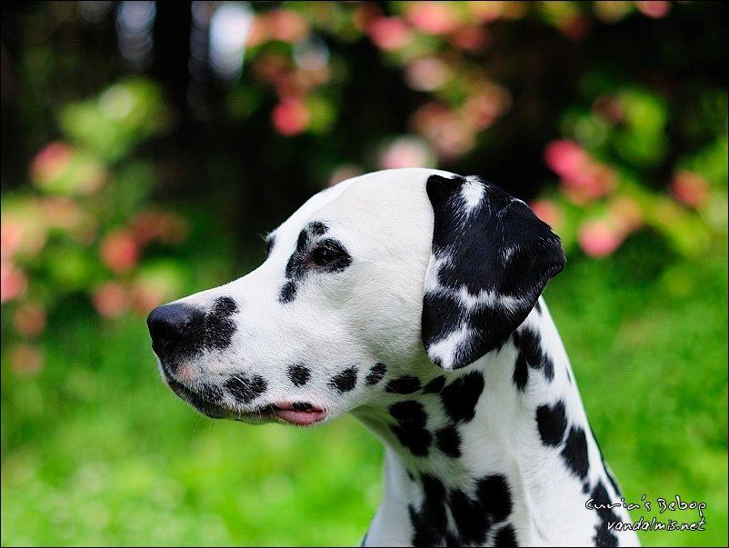Dalmatiner Curias Bebop billede 4