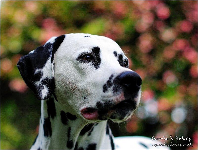 Dalmatiner Curias Bebop billede 1