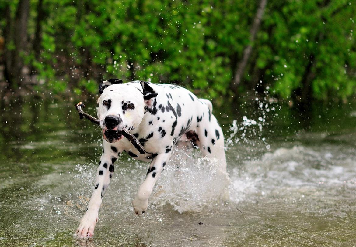 Dalmatiner Curias Bebop billede 5