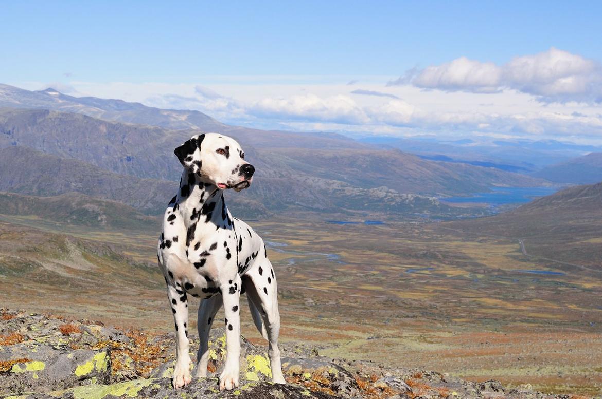 Dalmatiner Curias Bebop billede 7