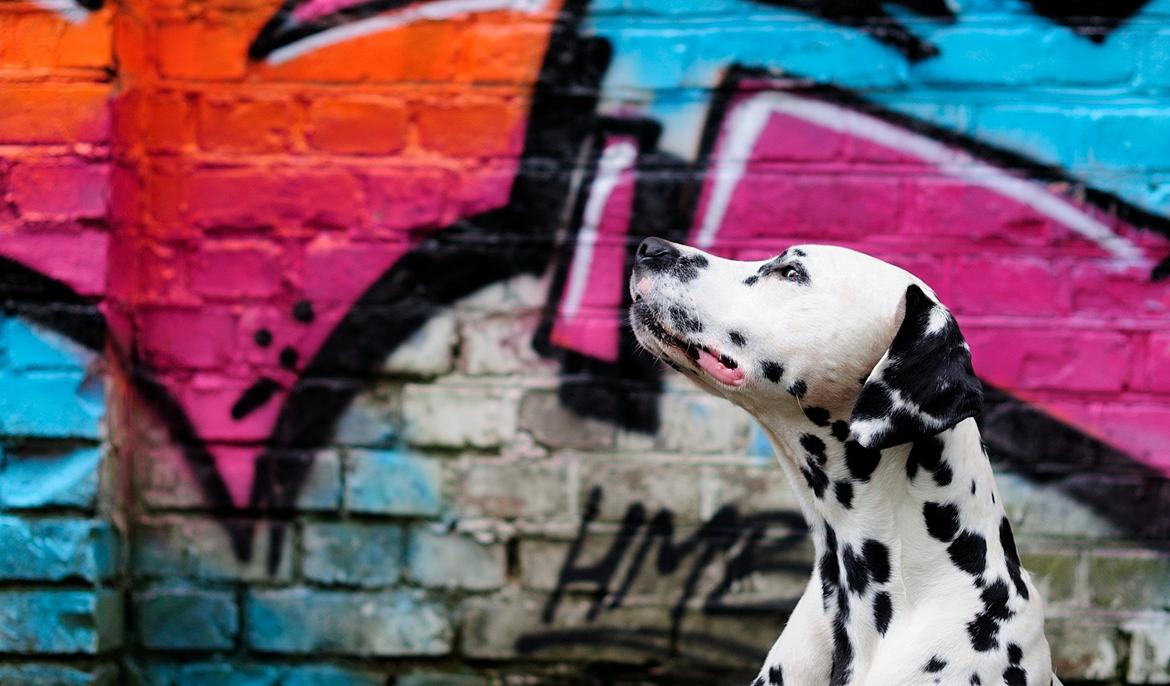 Dalmatiner Curias Bebop billede 6