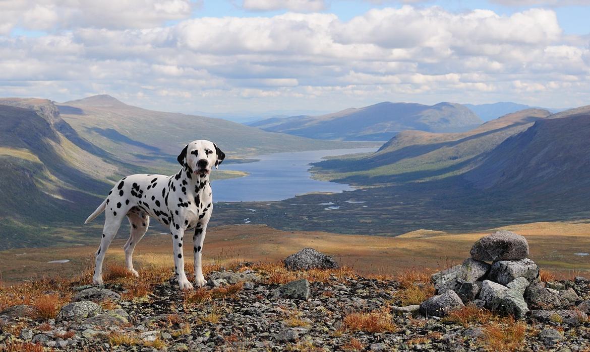 Dalmatiner Curias Bebop billede 8