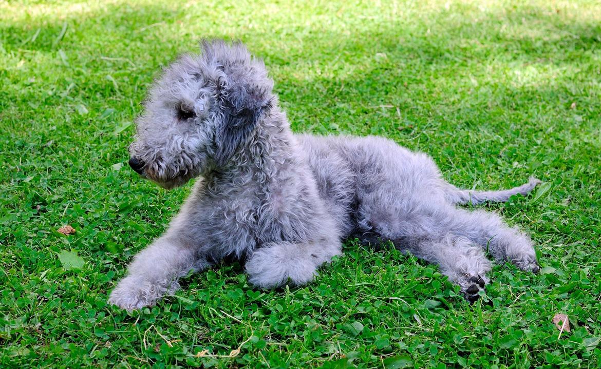 Bedlington terrier Borsali'nos 2nd M Mita billede 1