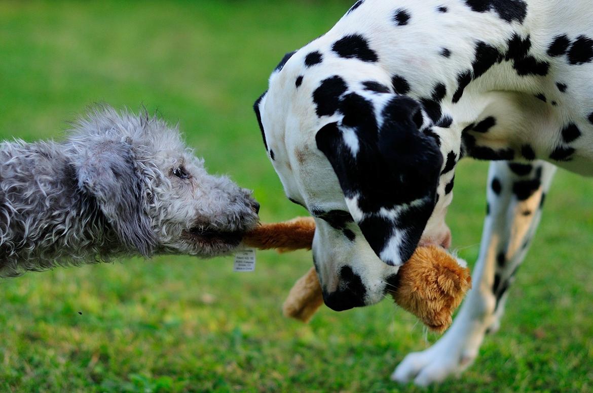 Bedlington terrier Borsali'nos 2nd M Mita billede 3