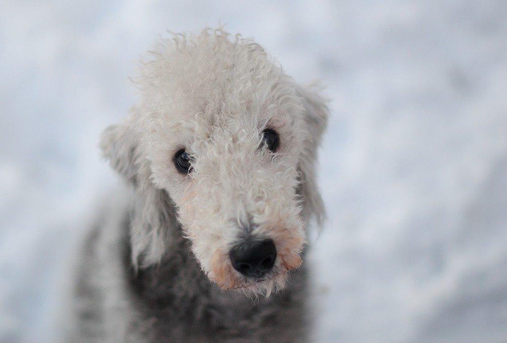 Bedlington terrier Borsali'nos 2nd M Mita billede 4