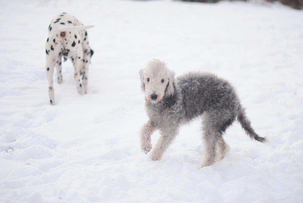 Bedlington terrier Borsali'nos 2nd M Mita billede 5