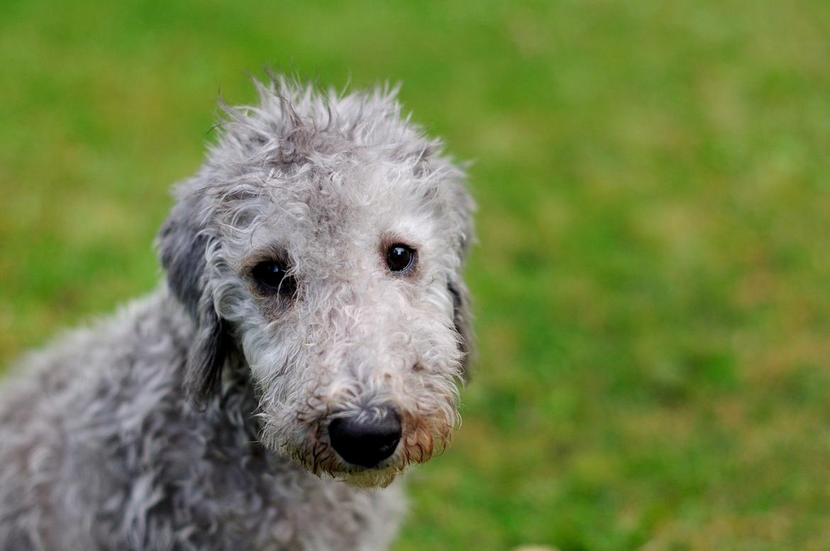 Bedlington terrier Borsali'nos 2nd M Mita billede 2