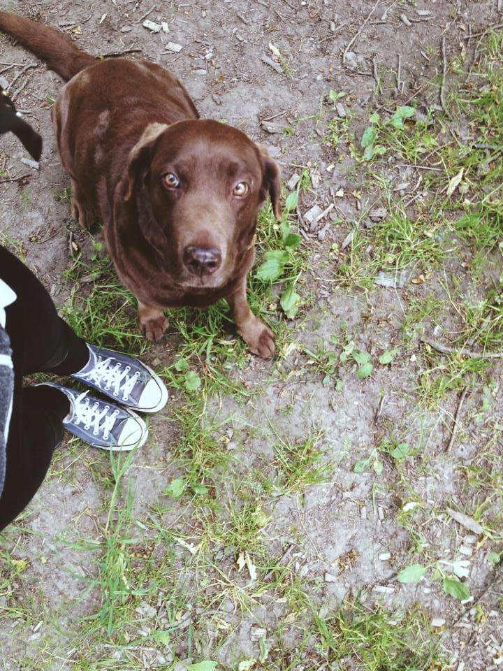 Labrador retriever Bella <3 - Bella på hendes 12-års fødselsdag. Et par måneder inden hun gik bort <3 billede 4