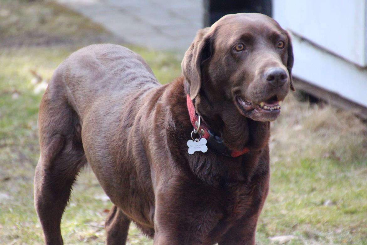 Labrador retriever Bella <3 - bella 12 år, smuk bygning <3 billede 3
