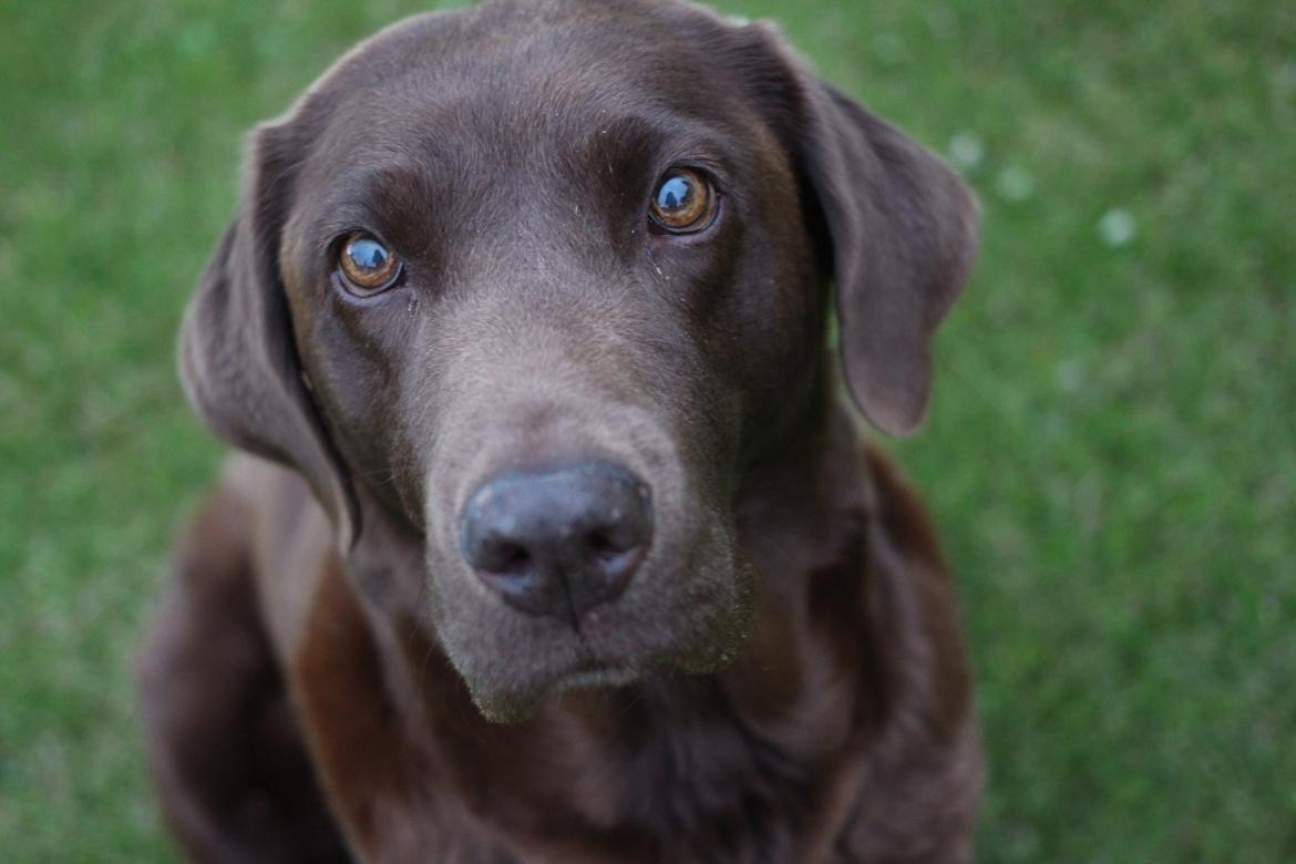 Labrador retriever Bella <3 billede 2