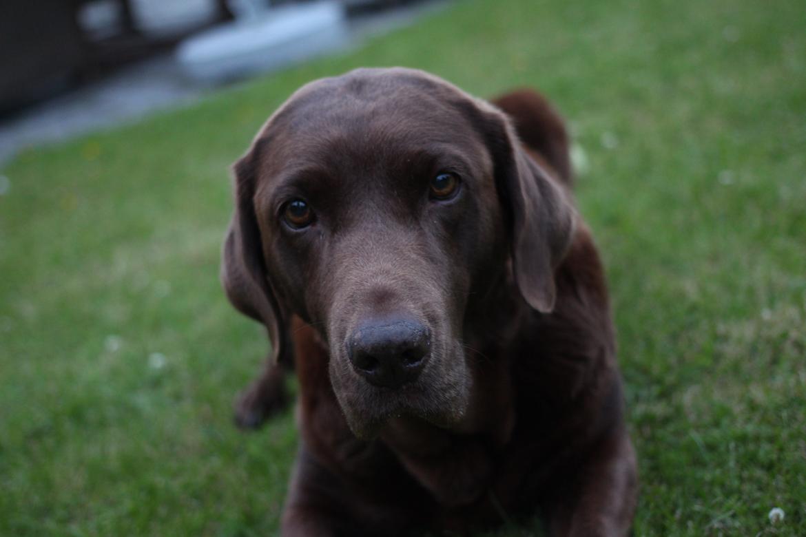 Labrador retriever Bella <3 billede 6