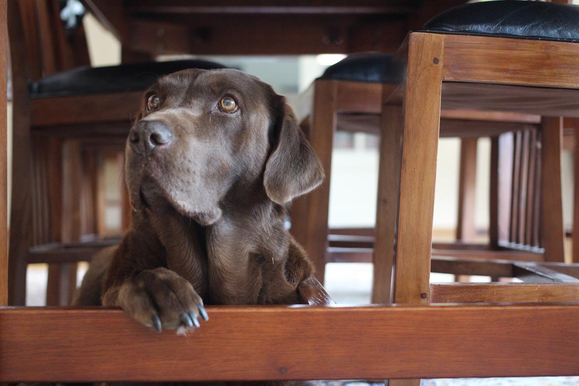 Labrador retriever Bella <3 - Yndlingspladsen under bordet :) billede 9