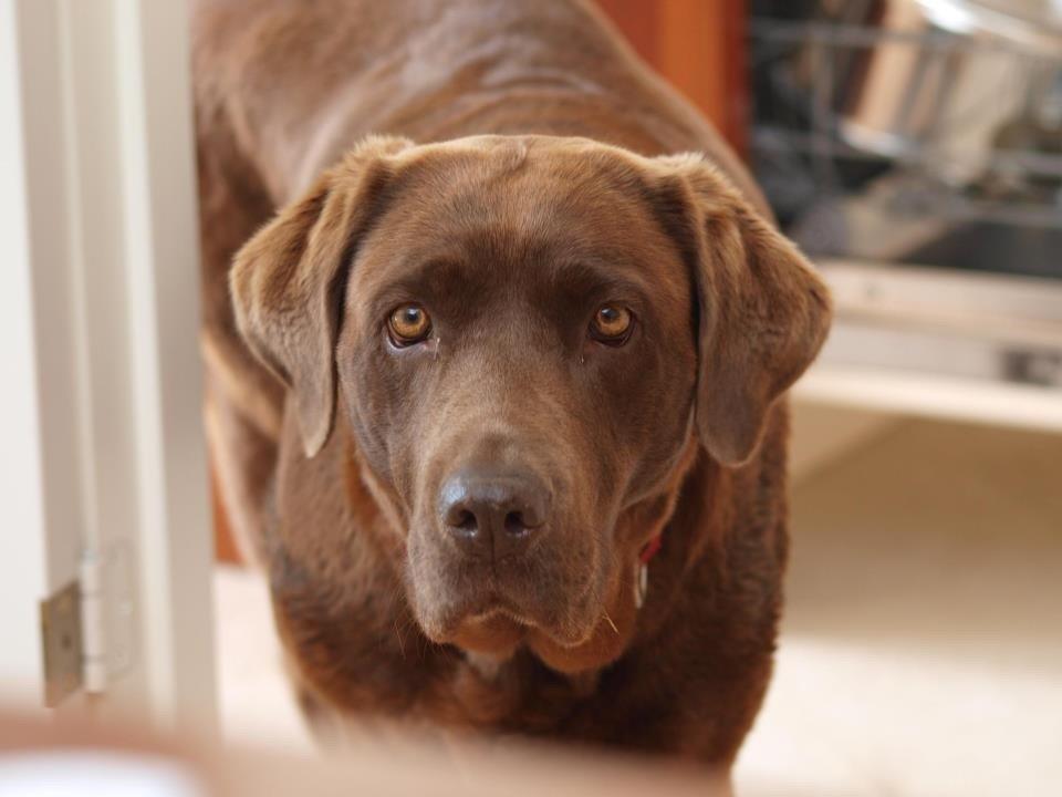 Labrador retriever Bella <3 billede 8