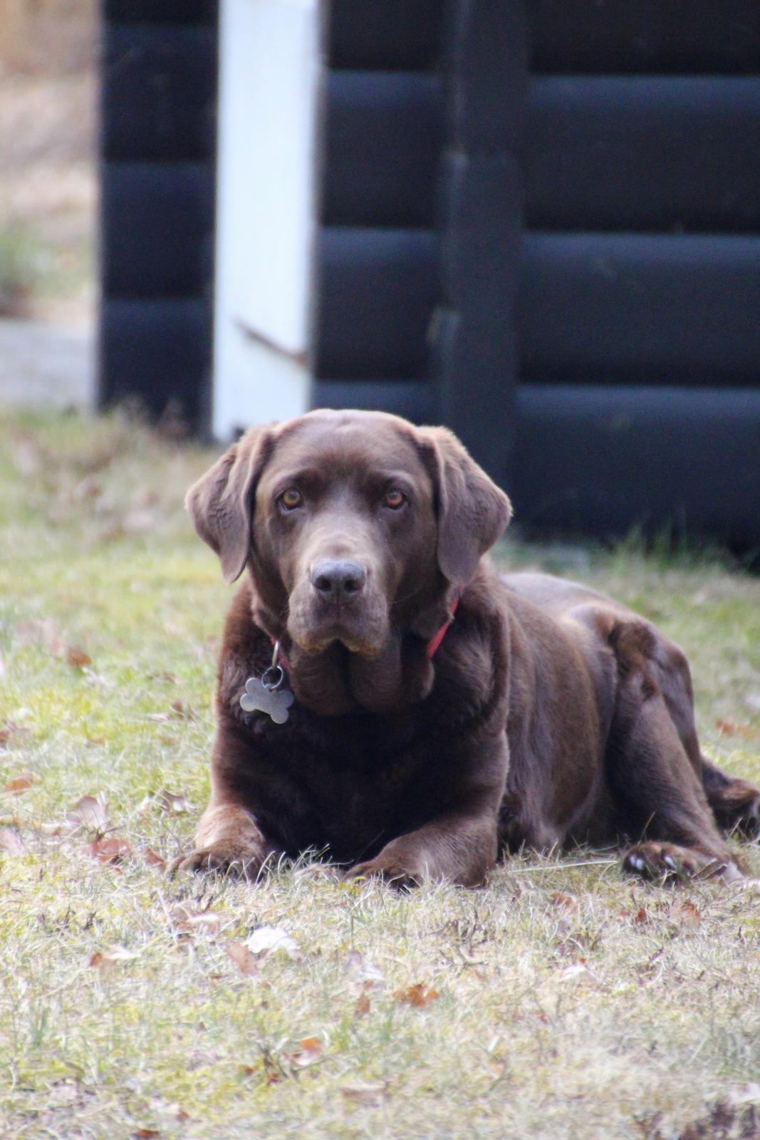 Labrador retriever Bella <3 - Velkommen til jordens dejligste hund! billede 1
