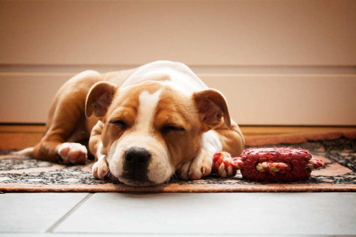 Staffordshire bull terrier Sika (Deestaff Red Robin from DK) billede 1