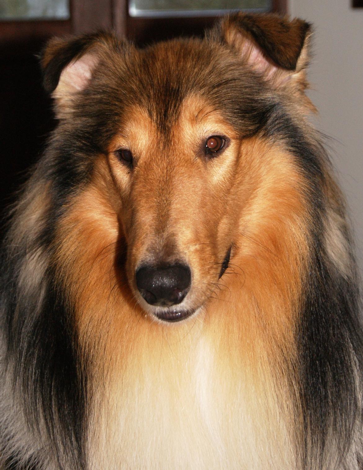 Collie langhåret Ebony Moor´s Charismatic Cato - Cato d. 23.12.2014 - 19 mdr gammel billede 4