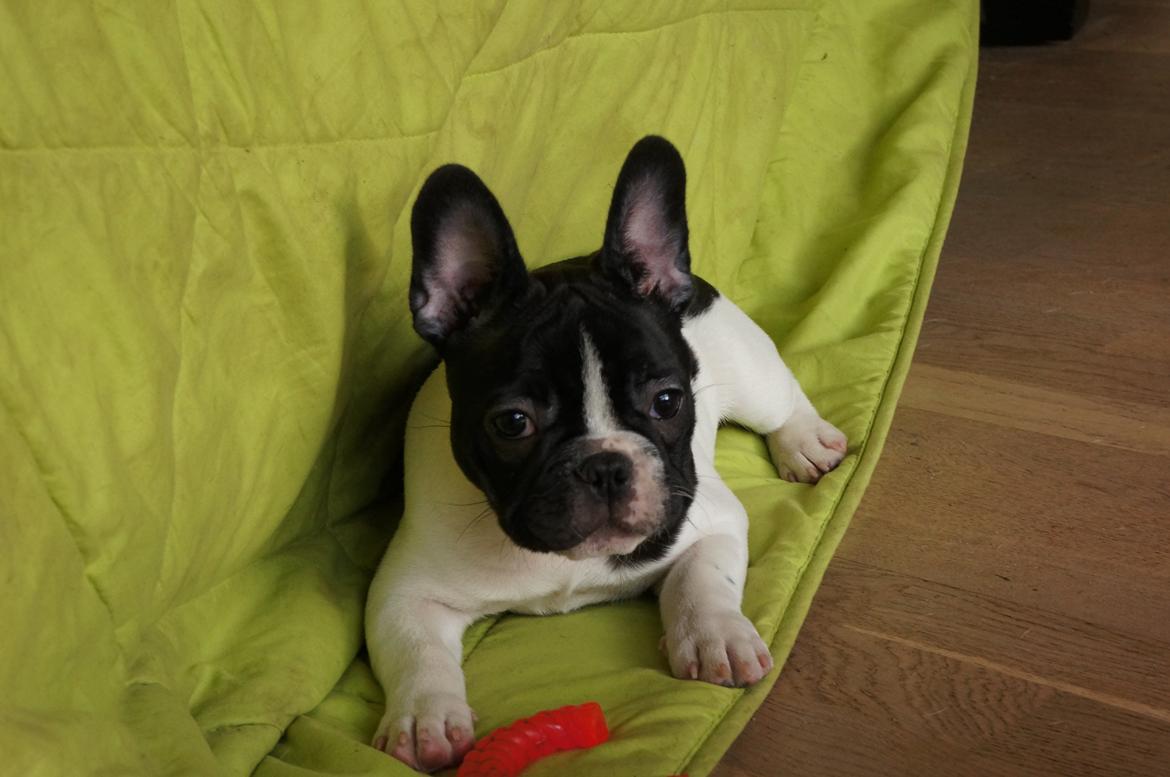 Fransk bulldog Carry  billede 17