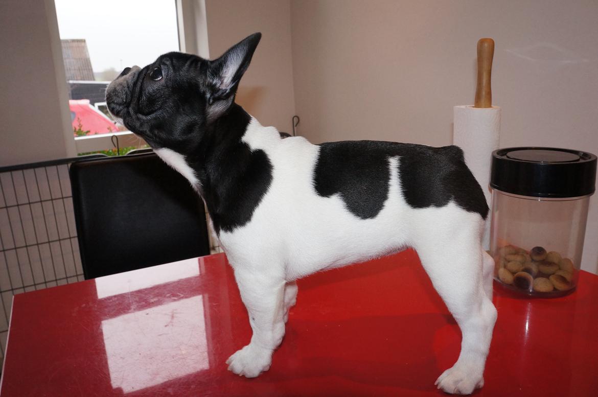 Fransk bulldog Carry  billede 18