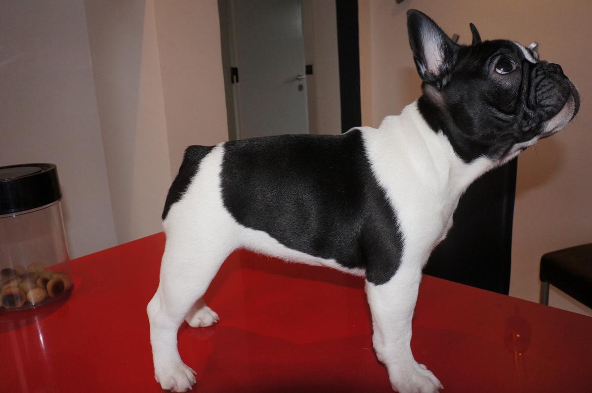 Fransk bulldog Carry  billede 19