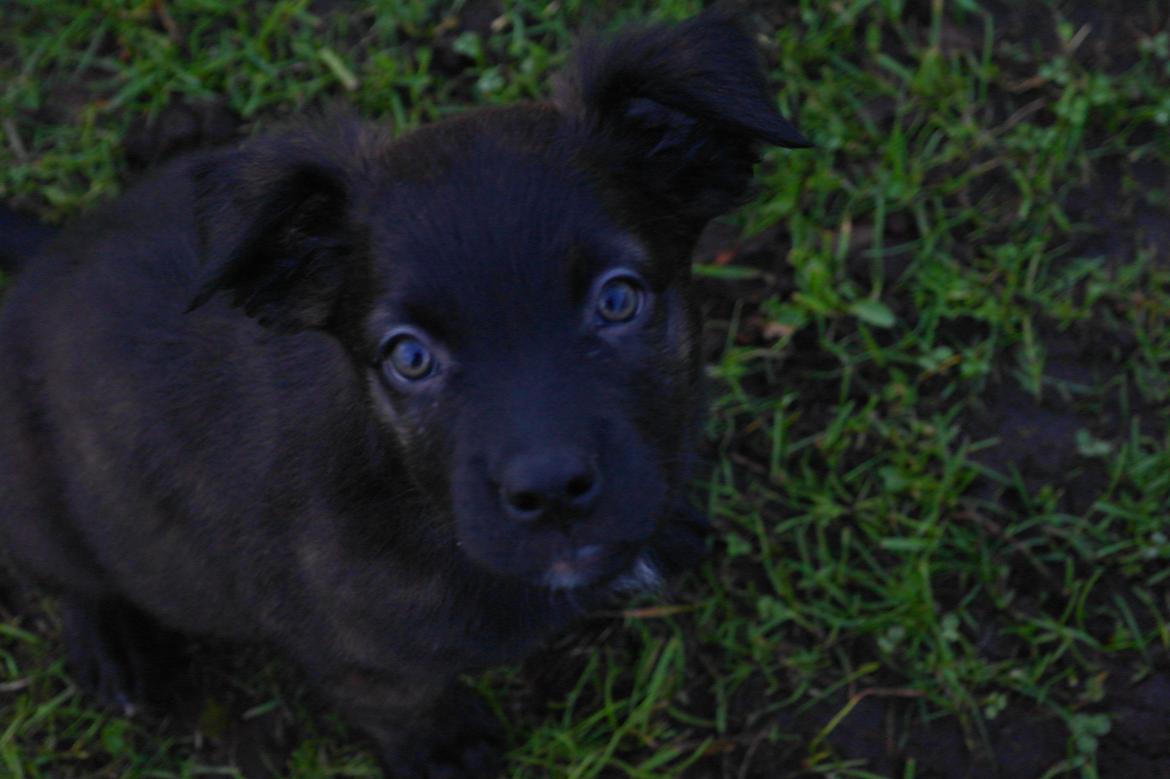 Blanding af racer Lilla billede 11