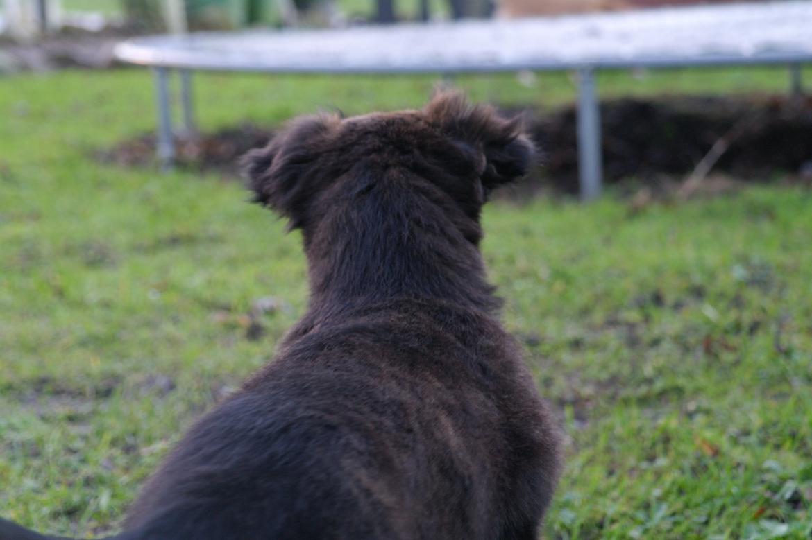 Blanding af racer Lilla billede 18