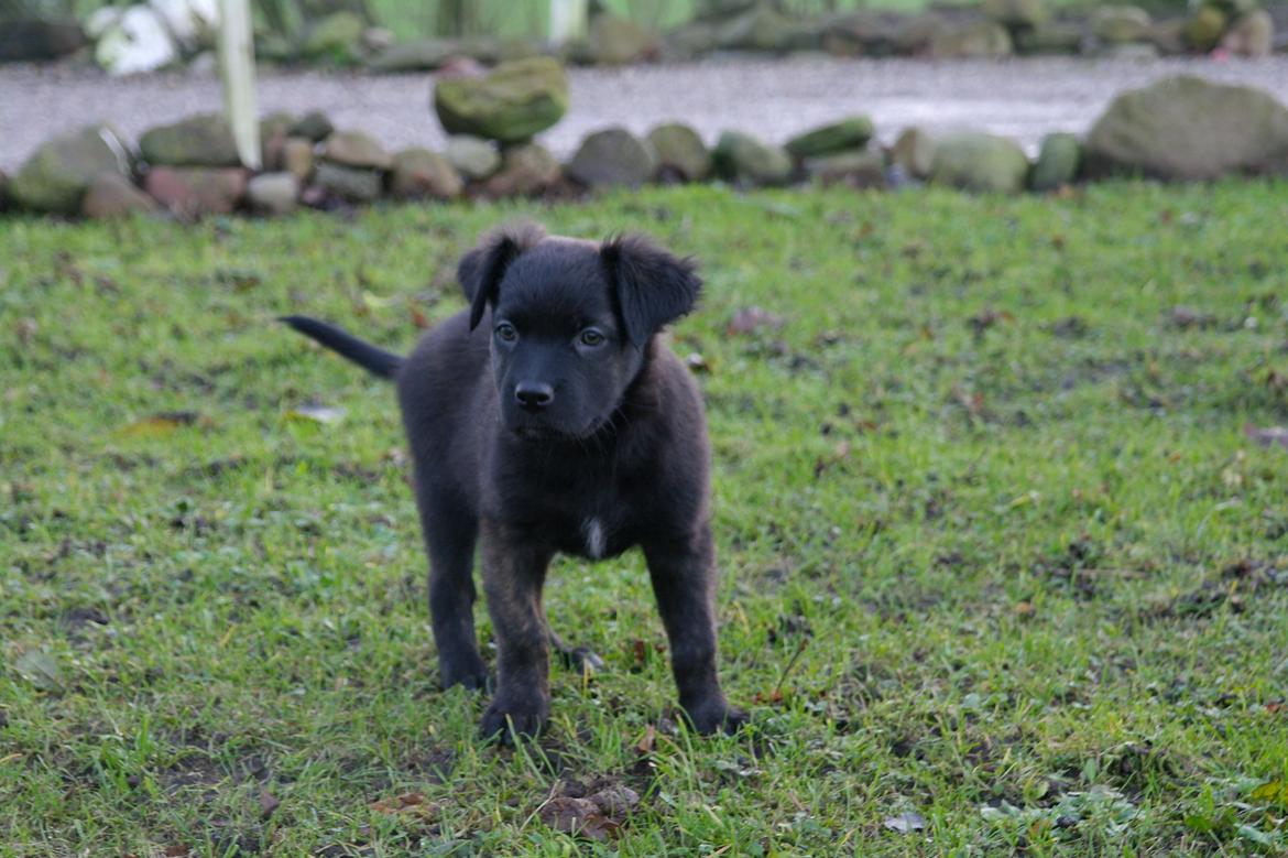 Blanding af racer Lilla billede 16