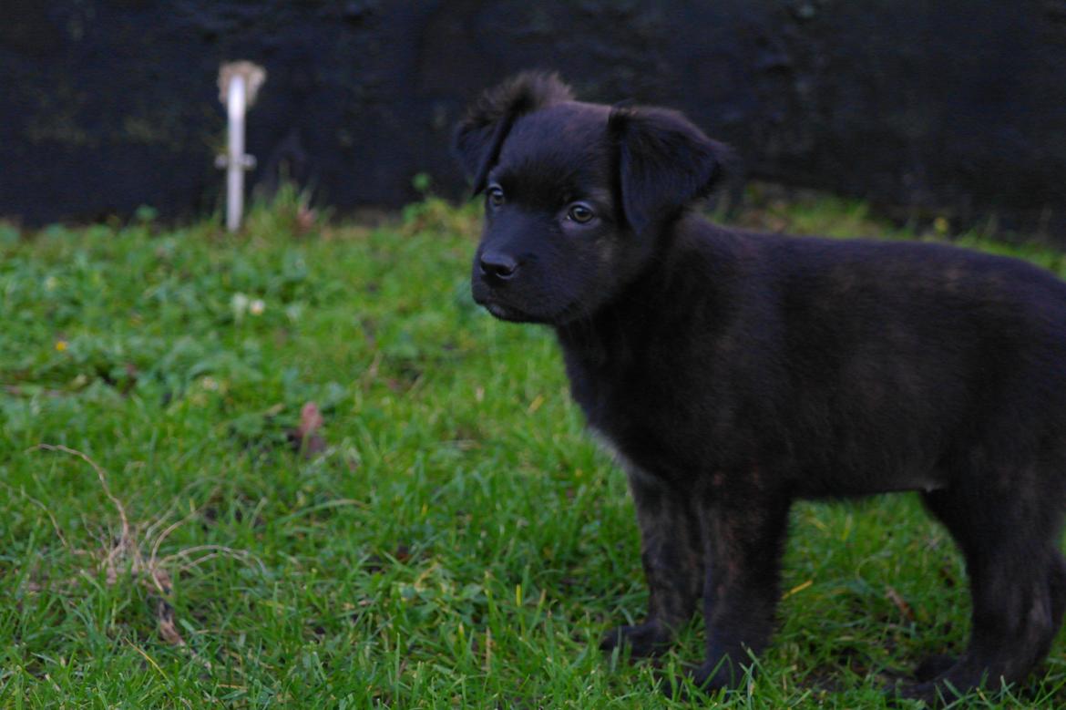 Blanding af racer Lilla billede 6