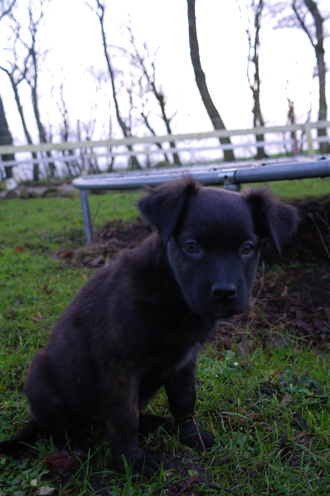 Blanding af racer Lilla billede 42