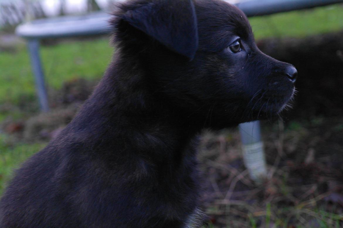 Blanding af racer Lilla billede 2