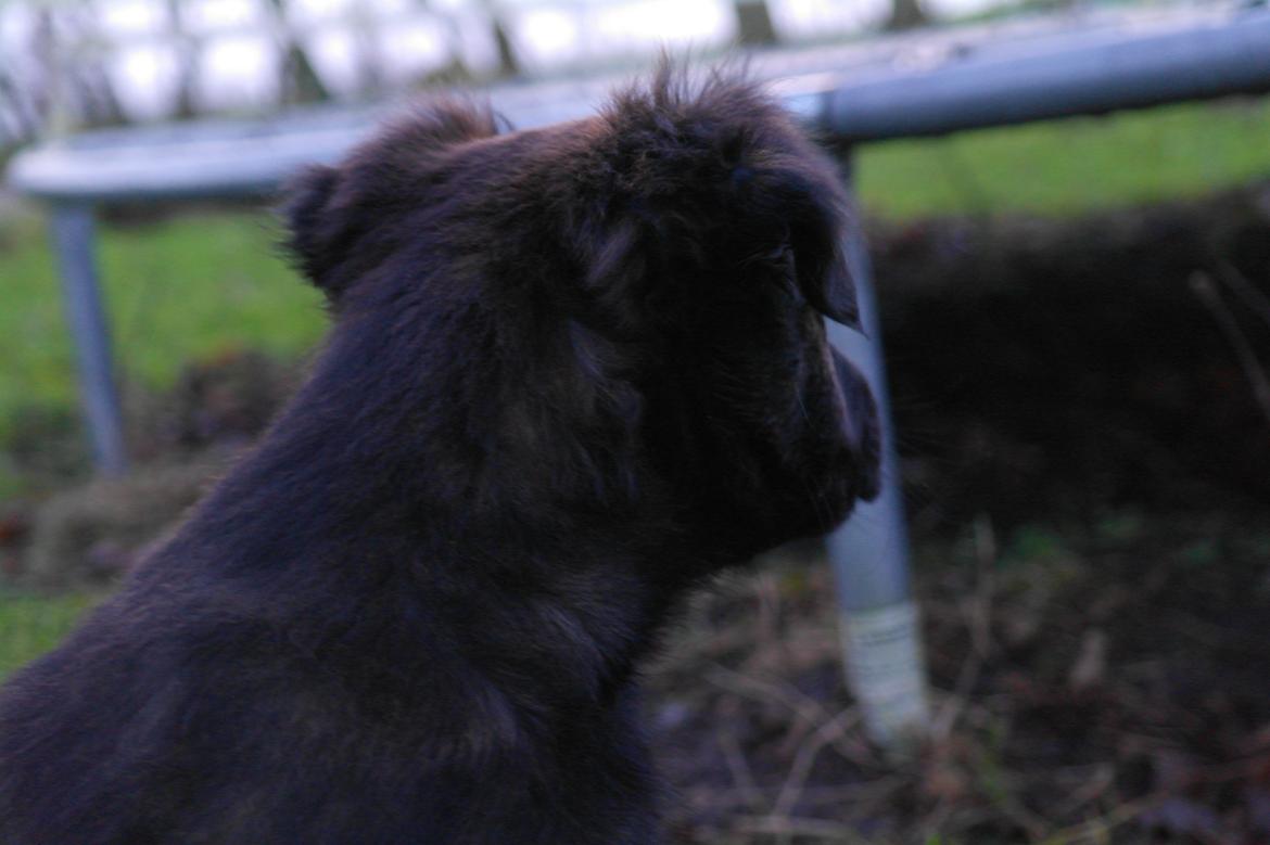 Blanding af racer Lilla billede 35