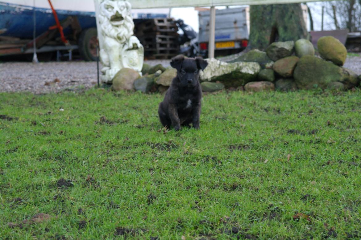 Blanding af racer Lilla billede 22