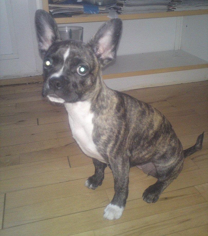 Blanding af racer Gertrud - nu sidder jeg pænt billede 1